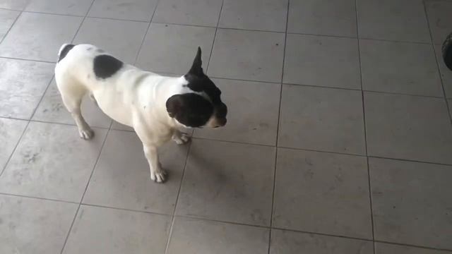 Лакомство для французских бульдогов смотреть онлайн