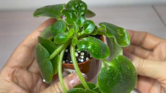 Неужели это кристатность?Is it Zippering?