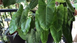 Philodendron Varieties with Names / Pink Princess Philodendron / Philodendron Birkin