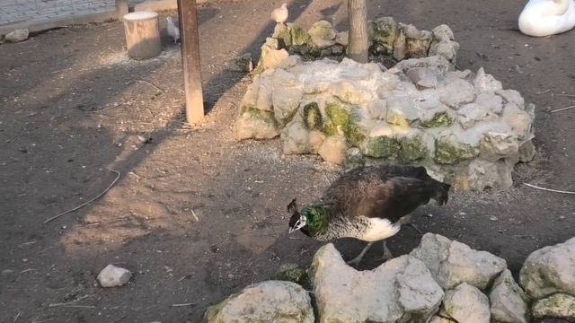 Легенда о Павлинах. Мирное птичье царство! The legend of the peacocks. Peaceful bird kingdom! смотреть онлайн