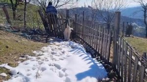 Йогуртовый суп по-азербайджански Азербайджанская Кухня Деревенская Кухня Рецепты