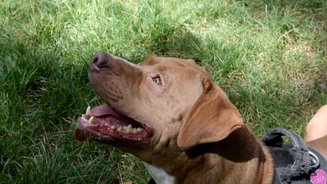 1080p 60fps test Nikon D3300 af-p 18mm - 55mm dx. смотреть онлайн