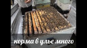 матковыводная пасека в Подмосковье - выращивание раннего трутня на пасеке