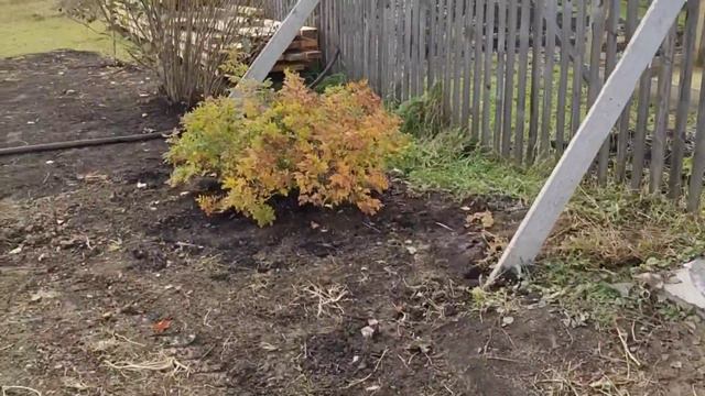 Теплая #осень в Сибири😊. Пересадили сирень и нашим индюкам 5 мес. смотреть онлайн