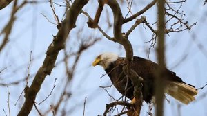 Съемки хищных птиц на новый телезум Tamron 150-500