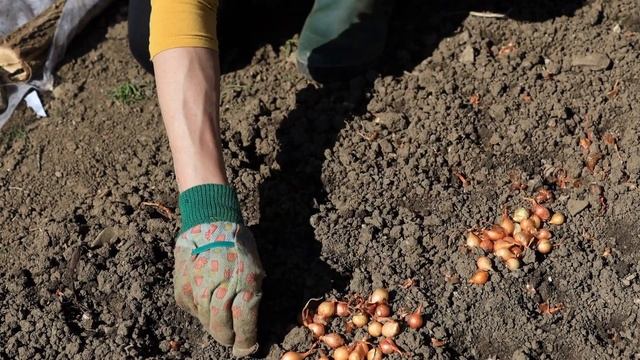 Когда сажать ОЗИМЫЙ лук и чеснок в ноябре 2023. ЛУЧШИЕ ДНИ по лунному календарю для посадки под зим смотреть онлайн