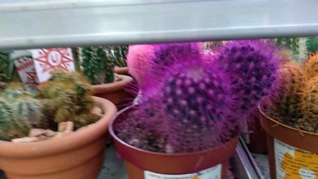 Виды домашних кактусов в магазине смотреть онлайн