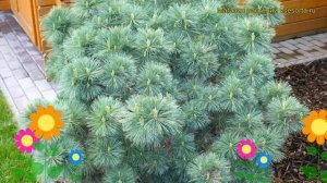 Сосна веймутова Радиата. Краткий обзор, описание характеристик, где купить pinus strobus Radiata