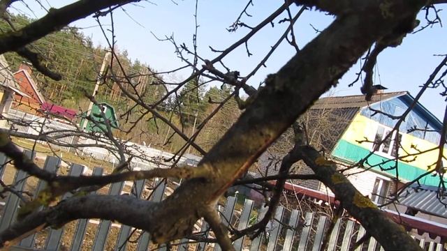 ??Лишайники на плодовых деревьях. Как их победить? смотреть онлайн