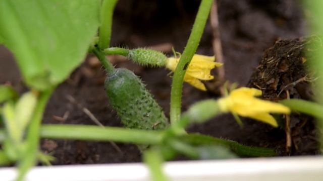 ВНЕСЛА ЭТО И ПОЖЕЛТЕНИЕ ОГУРЦОВ ИСЧЕЗЛО! смотреть онлайн