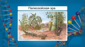 Геохронологическая история развития жизни  Видеоурок по биологии 11 класс