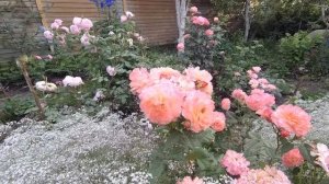 Планирование розария и результат. Монотонные посадки не очень.