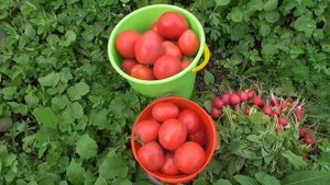 Томаты собираю ведрами! В мае! В Сибири! Ольга Чернова.