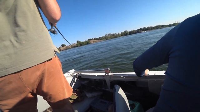 НАЛОВИЛИ СУДАКА В ВОЛГОДОНСКЕ. #рыбалка #судак #волгодонск смотреть онлайн