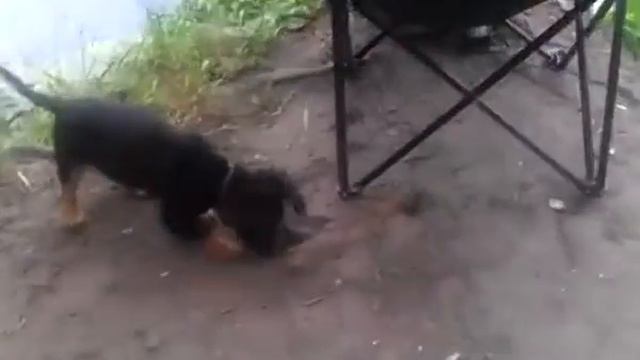 Бадди копает червей смотреть онлайн