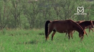 INCRÍVEL PUMA ATACA VACA E SE DÁ MAL