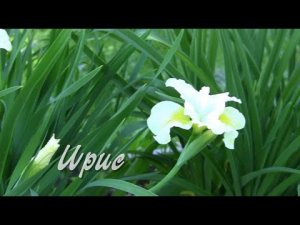 Ирис. Дачные картинки.
