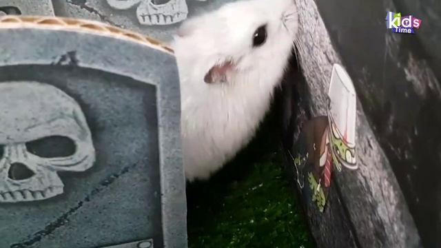 Лабиринт для хомячка на Хэллоуин с ловушками! ПОЛОСА ПРЕПЯТСТВИЙ