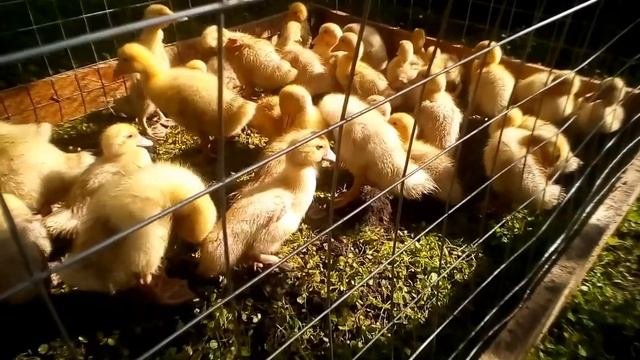 Краснодарский край Выселки мускусные утята клубника гусята