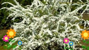 Спирея аргута. Краткий обзор, описание характеристик, где купить саженцы, крупномеры spirea arguta