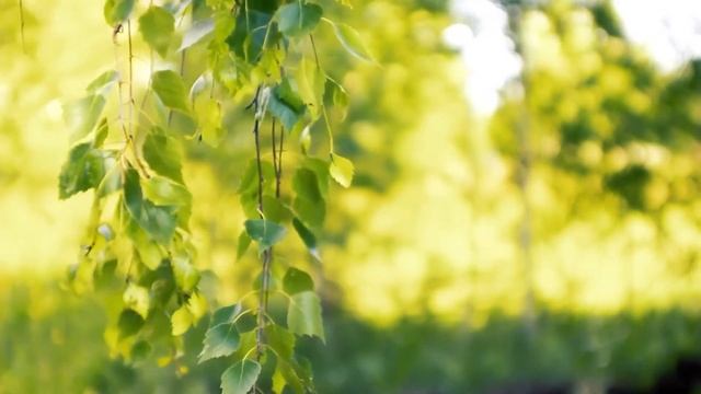 Красивая музыка для сна и отдыха! смотреть онлайн