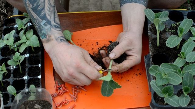 Прививка арбуза на лагенарию смотреть онлайн