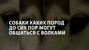 Собаки каких пород до сих пор могут общаться с волками