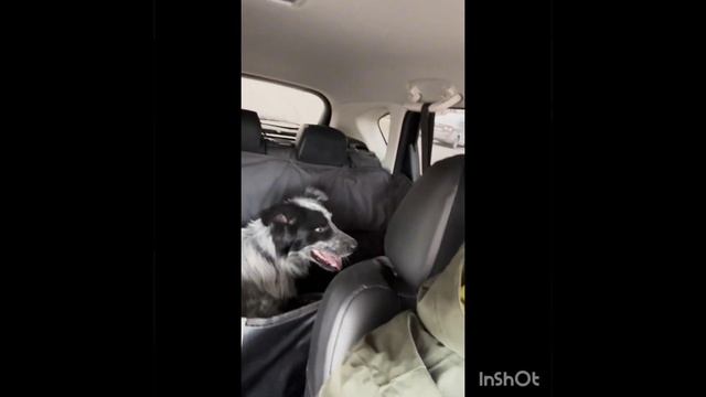 Ещё один узник отлова получил билет в жизнь смотреть онлайн