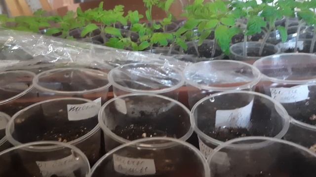 Посев индетерминантных томатов. смотреть онлайн