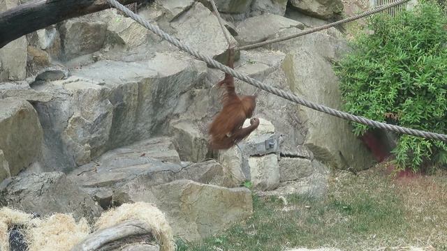 20.07, Зоопарк Праги, орангутан смотреть онлайн