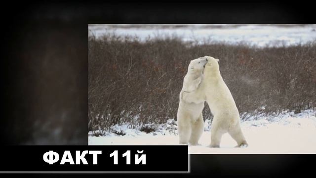 20 интересных фактов. Самое большое млекопитающее в мире — Слон. До 4,5 метров в высоту.....