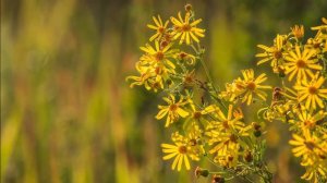 Сосновый бор Поле  Август 2020 Риддер  (Аркадий Уалханов)