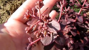 All About Sunsparkler Cherry Tart Stonecrop - Succulents