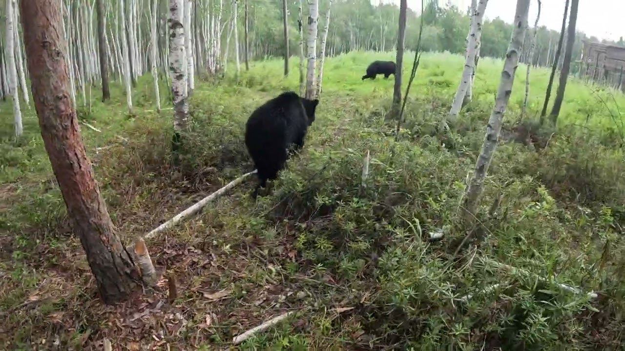 Медведи захотели домой. смотреть онлайн
