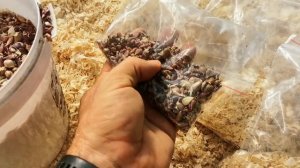 20 Сортов ГИГАНТСКОГО ЧЕСНОКА в одной смеси бульбочек уже в наличии на POMIDOM.RU