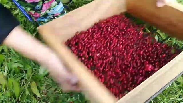 устройство чистки брусники от листвы и прочего смотреть онлайн