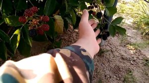 Ежевика, Ранняя, сорт: Лох Тей. 29.06.18.