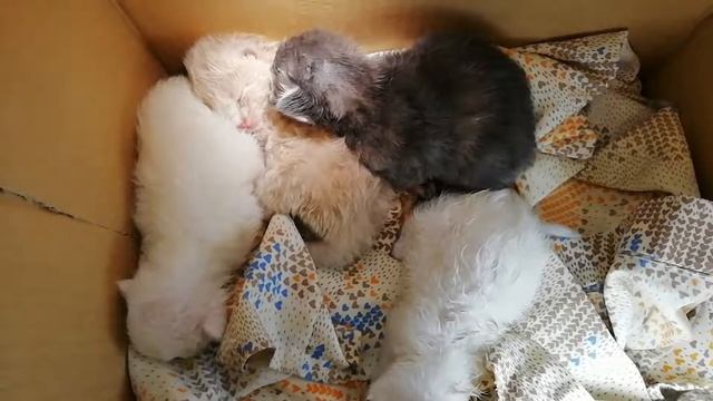 ? Новорождённые котята спят. Бездомные, отдам в добрые руки, Самара