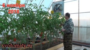 Белокрылка в теплице, что помогло от нее избавиться