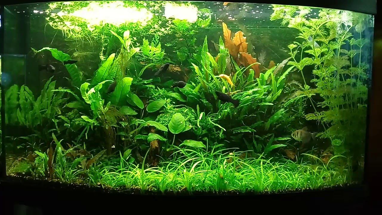 Аквариум 140 литров. смотреть онлайн