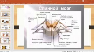 Готовимся к ЕГЭ по биологии. Анатомия: синапс и нервная система, краткое повторение