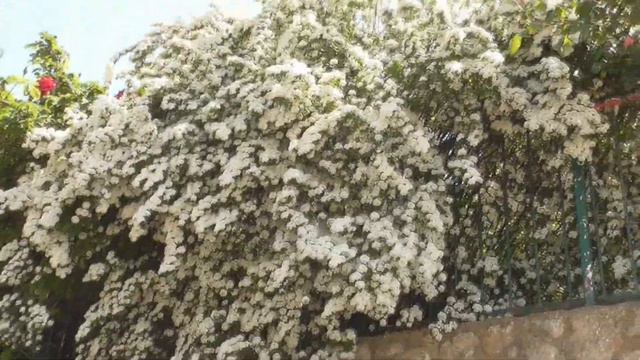 02.05.20.Пьянящий май!Своя среди них!