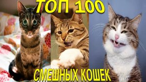 Лучшие Смешные Видео с Кошками, которые Заставят Вас Смеяться Весь день напролет 😂😹