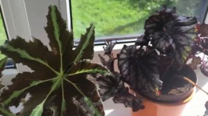 Мои Бегонии! - Борщевиколистная, Мейсона, Камбия + Сансевьерия (Щучий Хвост)