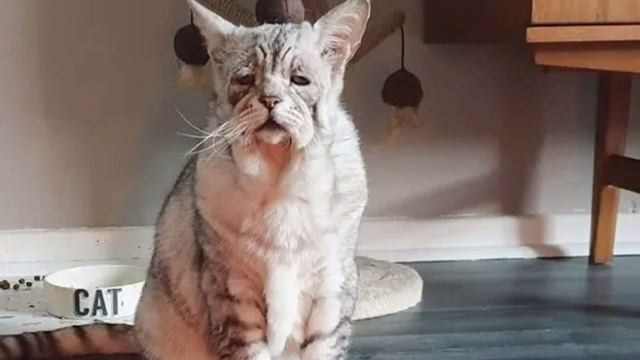 Котик с обвисшей кожей впервые узнал, что такое любовь. Его никто и никогда не любил… смотреть онлайн