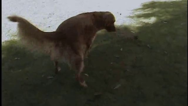 chihuahua and golden retriever playing смотреть онлайн