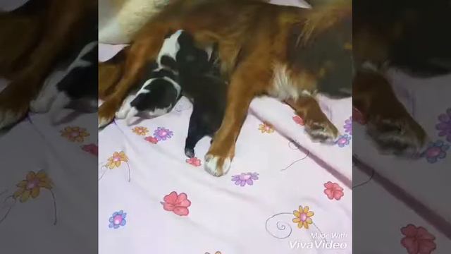 Pekines balalari 3 смотреть онлайн