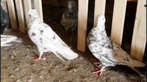 Орехомраморные бойные голуби. Bakı göyərçinləri.