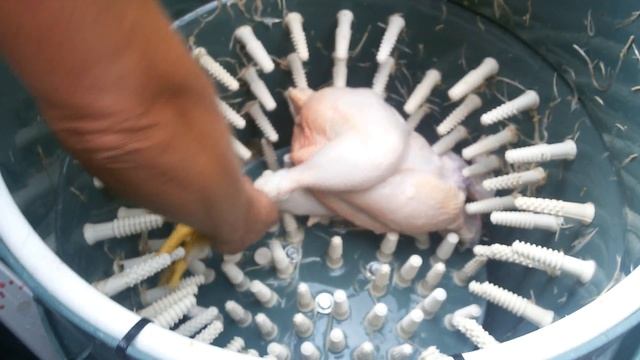 Ощипка бройлеров в самодельной перосъемной машине. смотреть онлайн