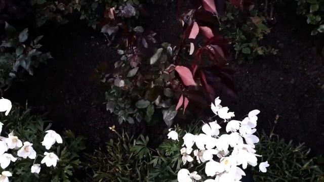 Уход за розами.  Что и когда нужно делать